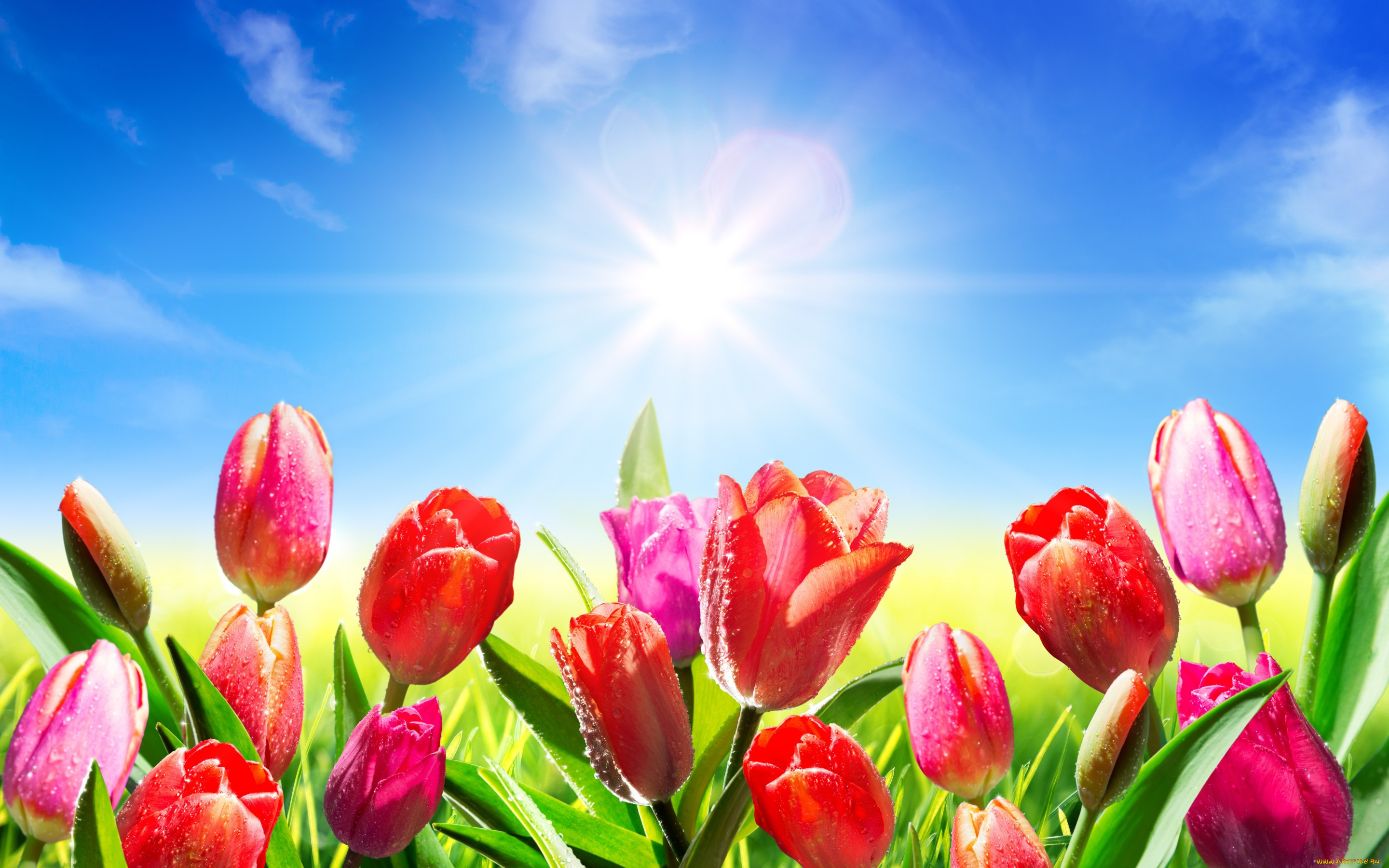 , , , sky, , , spring, meadow, , , fresh, flowers, colorul, tulips, pink, sunlight